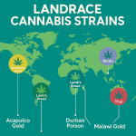 World map infographic showing the geographic origins of six landrace cannabis strains: Acapulco Gold from Mexico, Lamb’s Bread from Jamaica, Durban Poison from South Africa, Hindu Kush from the Middle East, Malawi Gold from Southeast Africa, and Thai from Thailand, each marked with a cannabis icon.