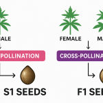 2D digital diagram in infographic style comparing S1 and F1 seed creation; left side shows a female plant undergoing self-pollination to produce S1 seeds, while the right side illustrates cross-pollination between male and female plants resulting in F1 seeds.