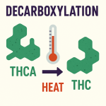 Educational infographic showing the decarboxylation process, with THCA converting into THC through heat, represented by a thermometer and labeled chemical structures.
