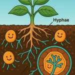 Detailed scientific digital illustration showing mycorrhizal fungi colonizing a plant’s root zone, with labeled hyphae extending from the roots and a magnified inset of an arbuscule structure inside the root cell.