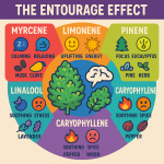 Colorful infographic titled "THE ENTOURAGE EFFECT" showing six cannabis terpenes—Myrcene, Limonene, Pinene, Linalool, and Caryophyllene—with icons representing their effects (e.g., calming, uplifting, focus), associated aromas like clove, lemon, pine, and lavender, and emotional cues such as stress relief or energy boost.