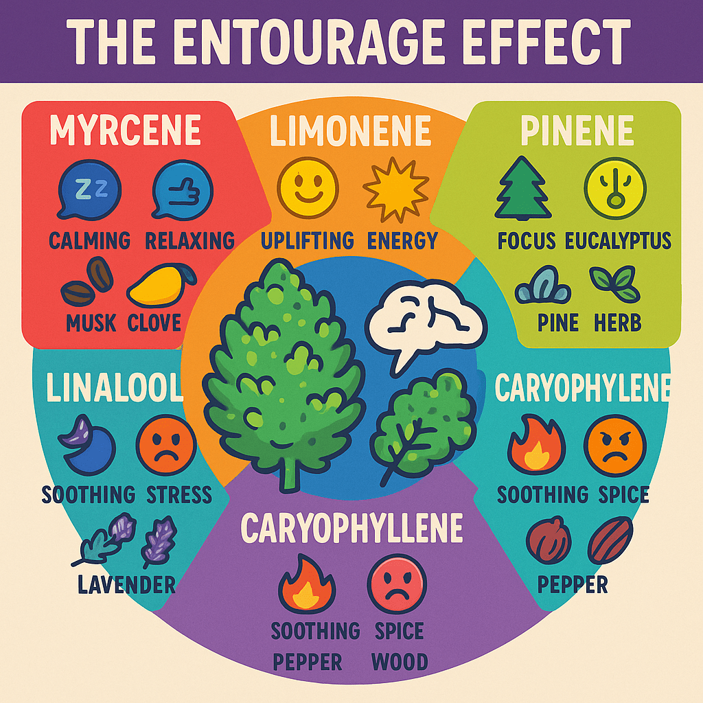 Colorful infographic titled "THE ENTOURAGE EFFECT" showing six cannabis terpenes—Myrcene, Limonene, Pinene, Linalool, and Caryophyllene—with icons representing their effects (e.g., calming, uplifting, focus), associated aromas like clove, lemon, pine, and lavender, and emotional cues such as stress relief or energy boost.