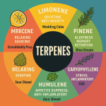 A clean, colorful terpene wheel infographic highlighting six major cannabis terpenes — Limonene, Myrcene, Pinene, Linalool, Caryophyllene, and Humulene — with each segment showing associated effects and an example strain like Wedding Cake, Granddaddy Purp, and Blue Dream.
