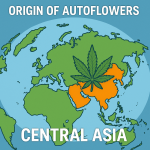 “2D educational map highlighting Central Asia in orange with a large cannabis leaf overlay, labeled ‘Origin of Autoflowers’ and ‘Central Asia,’ showing where Cannabis ruderalis evolved.”