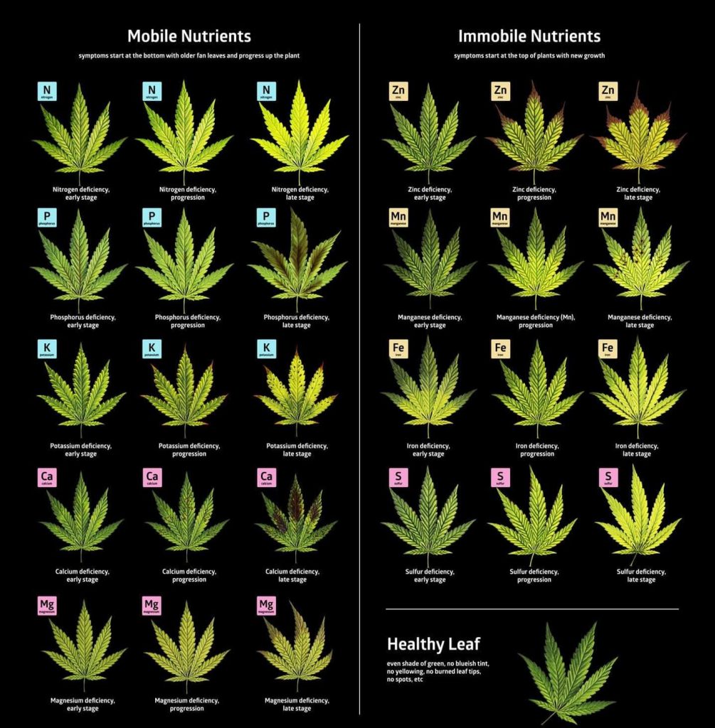 “Educational chart showing six illustrated cannabis leaves side by side, each labeled with a common nutrient deficiency: nitrogen, phosphorus, potassium, calcium, magnesium, and iron. Each leaf displays accurate visual symptoms like yellowing, browning, curling, or spotting for easy diagnosis.”