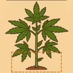 “Educational cartoon-style diagram showing a cannabis plant with a highlighted lower section labeled ‘Remove fan leaves from this lower section,’ illustrating defoliation zones for better light penetration and airflow.”