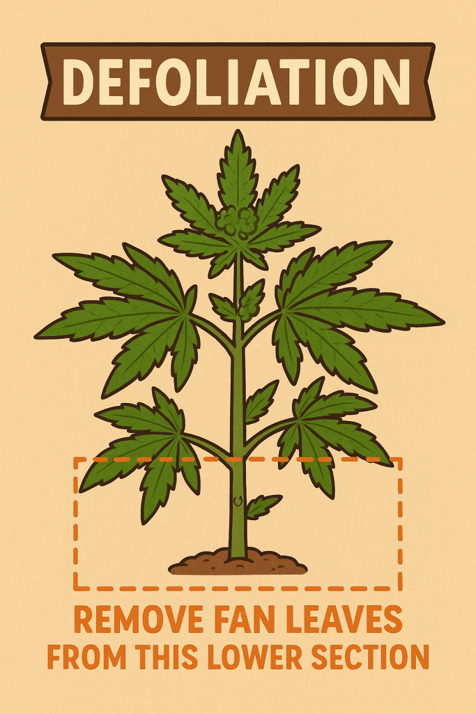 “Educational cartoon-style diagram showing a cannabis plant with a highlighted lower section labeled ‘Remove fan leaves from this lower section,’ illustrating defoliation zones for better light penetration and airflow.”