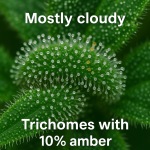 "Close-up photograph of a cannabis leaf with mostly cloudy trichomes and about 10% amber-colored trichomes, showing peak harvest readiness, with labeled text reading 'Mostly cloudy' and 'Trichomes with 10% amber'."
