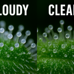 Side-by-side comparison of cannabis trichomes in clear, cloudy, and amber stages under a microscope