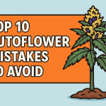 Colorful 2D illustration of a cannabis autoflower plant with bold title text “Top 10 Autoflower Mistakes to Avoid” on an orange banner, designed as a blog header image.