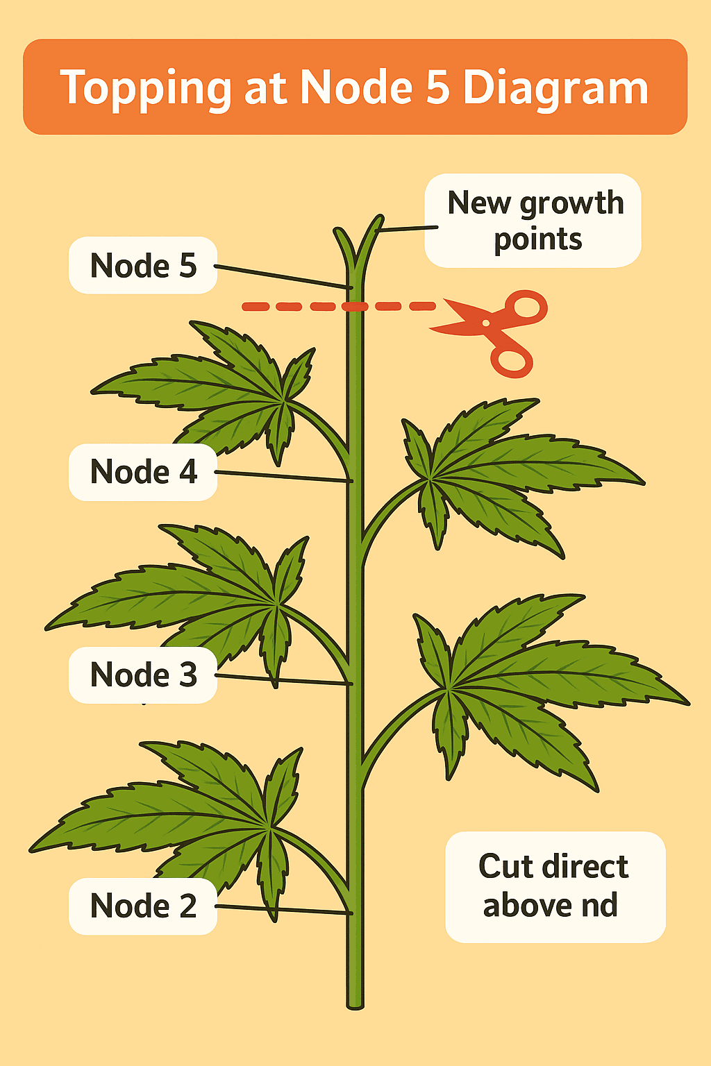Educational infographic showing how to top a hemp plant at node 5, with a red dotted line and scissors marking the cut point and labels for nodes 2–5 and new growth points above the cut.